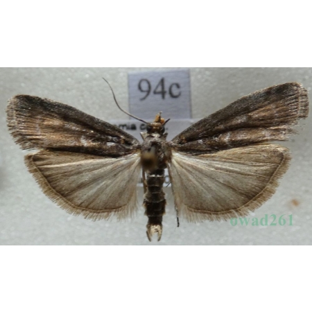 Pyla fusca (Haworth, 1811) Czech94c